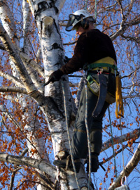  tree pruning costs